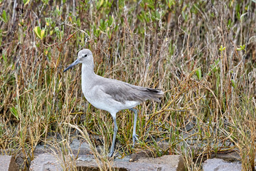Willet Bird on Shoreline
