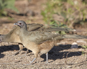 Chachalaca Bird on Ground