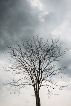 Dry tree branch with rainy cloudy day