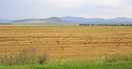 Obraz premium Flock of rooks on sloping field in Altai region