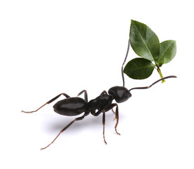 Small ant carrying green leaf, isolated on white.