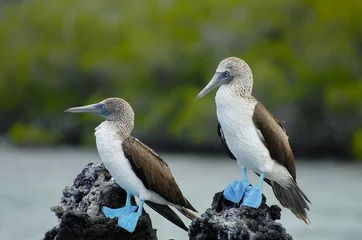Foto op Canvas Blue Footed Boobies - Galapagos - Ecuador © Adwo