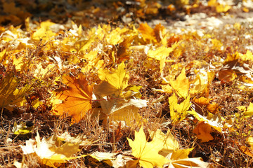 Colorful autumn leaves