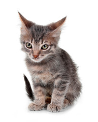Cute little grey kitten, isolated on white