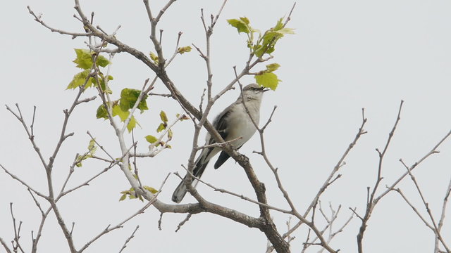 Mocking bird sings on top of a tree in California