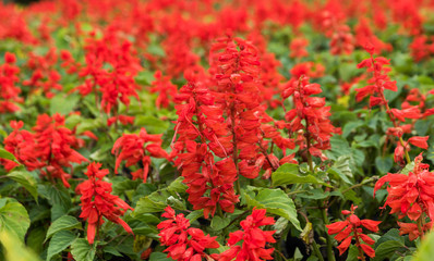 Maxican sunflower weed