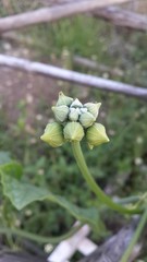 bud Sponge Gourd flower in garden - Luffa cylindrica