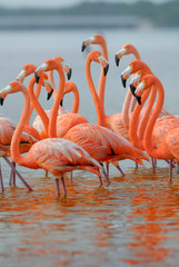 Obraz premium Greater Flamingos,phoenicopterus roseus, standing in the river 