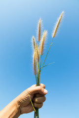 flower grass in handful