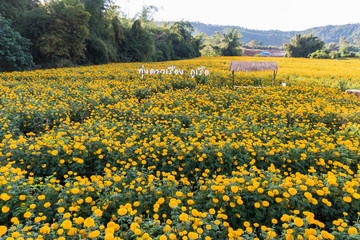 Fototapeta premium Marigolds or Tagetes erecta flower