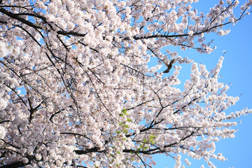 桜とヒヨドリ　埼玉県　上尾市　日本