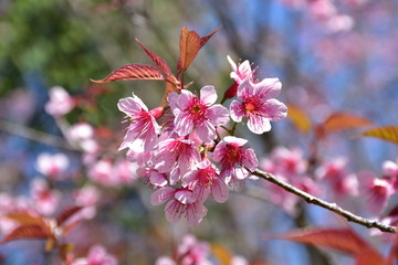 Cherry blossom branches, Thailand