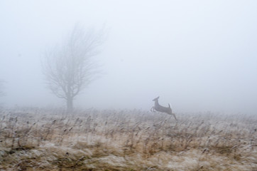 A whitetail deer runs through a meadow in Dolly Sods Wilderness in the Monongahela National Forest, West Virginia. © coypix