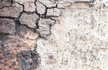 Closeup cracked skin of trunk of tree texture background
