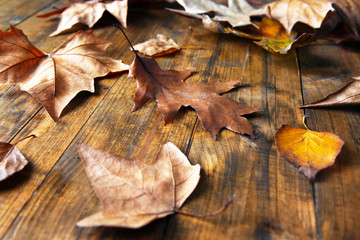 Naklejka na ściany i meble Golden autumn leaves on wooden background