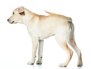 Beautiful Labrador retriever isolated on white background