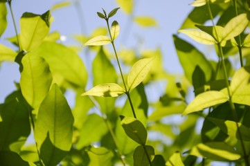 Obraz premium fresh green Wrightia religiosa Benth leaves