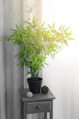 Small wooden table with green plant on curtain background
