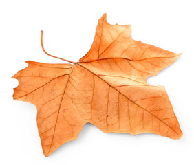 Dry maple leaf, isolated on white