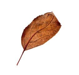 Dry leaf on white background