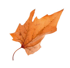 Dry maple leaf on white background