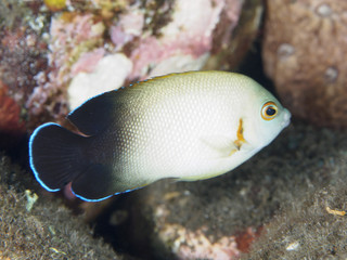 Fototapeta na wymiar Pearlscale angelfish