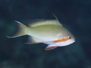 Red-cheeked fairy basslet