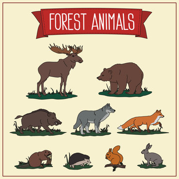 Isolated Forest Animals Set