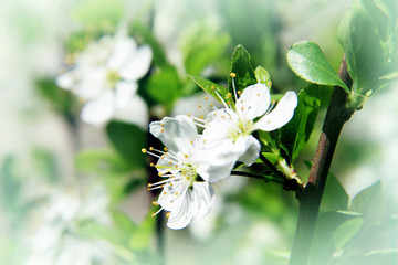 Spring in Moscow / White blooming apple tree in the garden of the Moscow