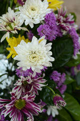 Fototapeta premium Background chrysanthemum