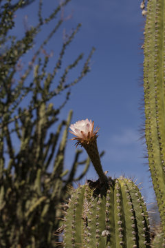 Pink Easter lily cactus, Eachinopsis oxygona, blooming in the Arizona desert in spring