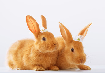 red rabbits on white background