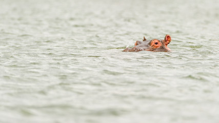 Flußpferd lässt sich im Wasser des Lake Nakuru treiben