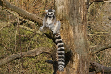 Lemur