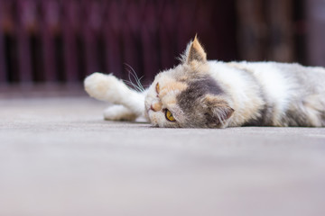 Cute cat sleeping on the floor