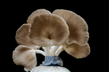 Oyster mushroom grow from cultivation,black background