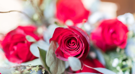 rose 
