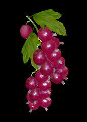 red currant isolated on black illustration