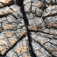 Winded and very old cracked logs