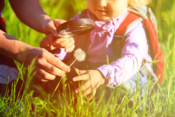 Little girl with teacher examining field flowers using magnifying glass