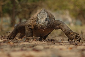 Komodo dragon walking ahead on the beach on komodo island in Indonesia / Komodo dragon walking...