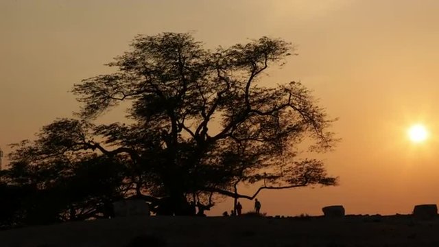 Local tourist attraction in Bahrain: Tree of life. 4k Timelapse. Camera movement