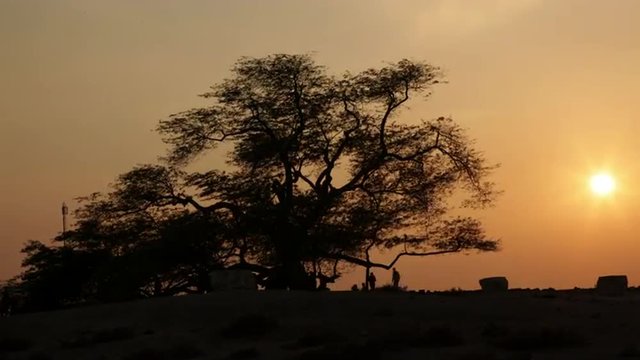 Local tourist attraction in Bahrain: Tree of life. 4k Timelapse. 