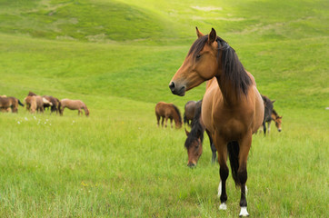 Fototapeta premium Closeup horse looks