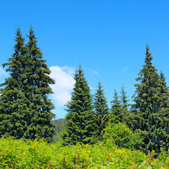 spruce forest on the hillside