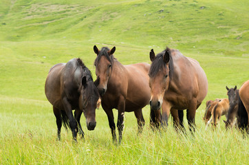 Horses go to camera close-up