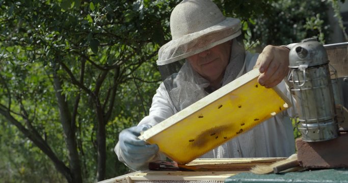 beekeeper is checking the honeyomb