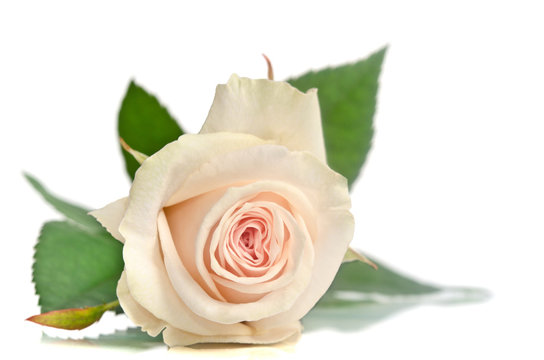 beautiful single white rose lying down on a white background