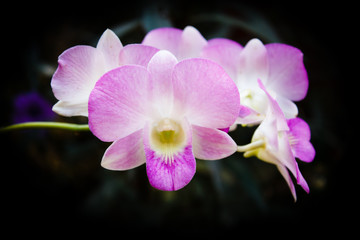 Pink orchid.