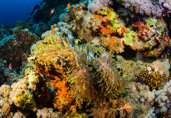 Anemonefish